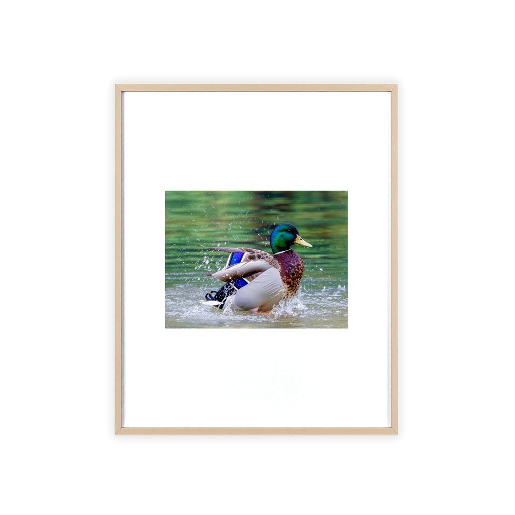 Mallard Duck Posters with Wooden Frame