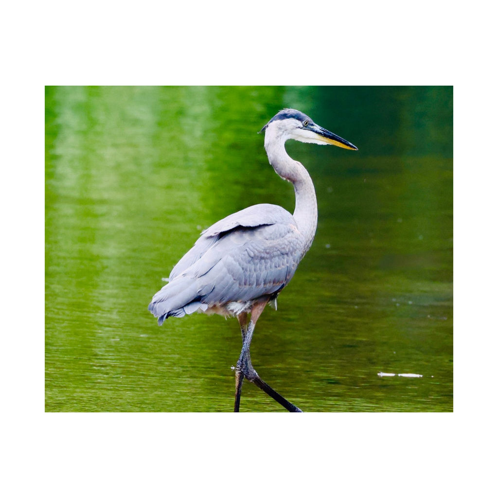 Great Blue Heron Satin Posters (210gsm)