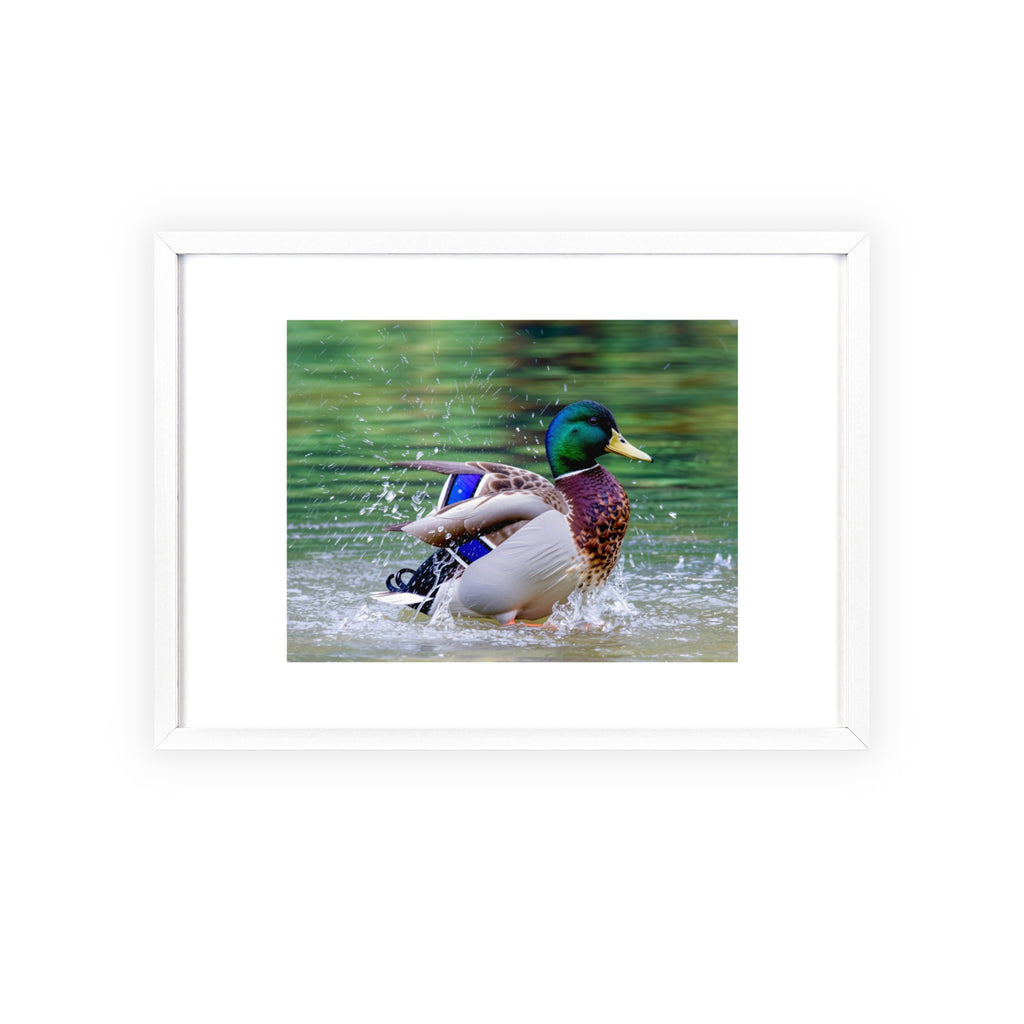 Mallard Duck Posters with Wooden Frame