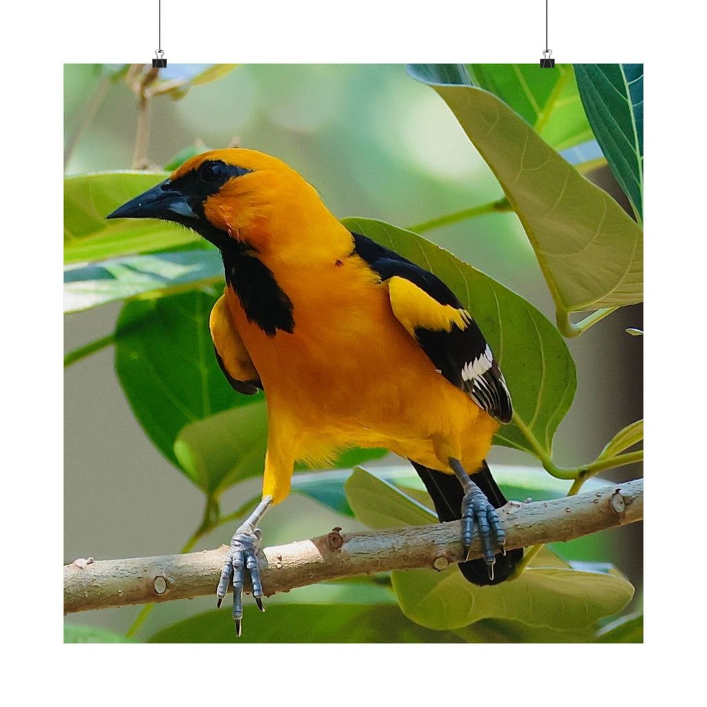Orioles Bird Satin Posters (300gsm)