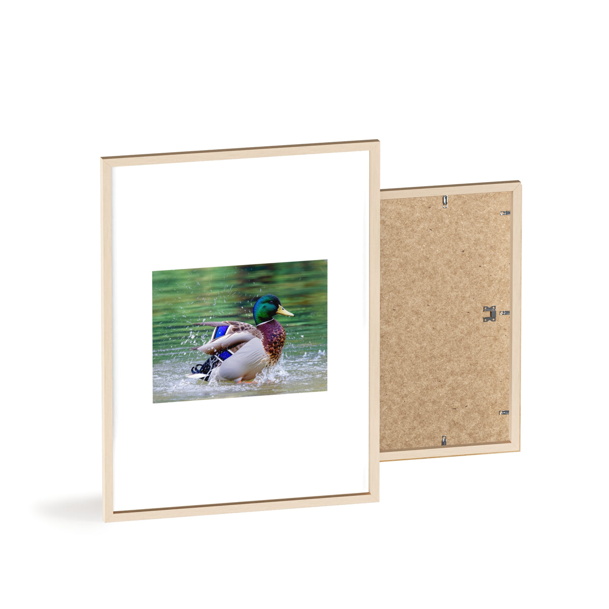 Mallard Duck Posters with Wooden Frame