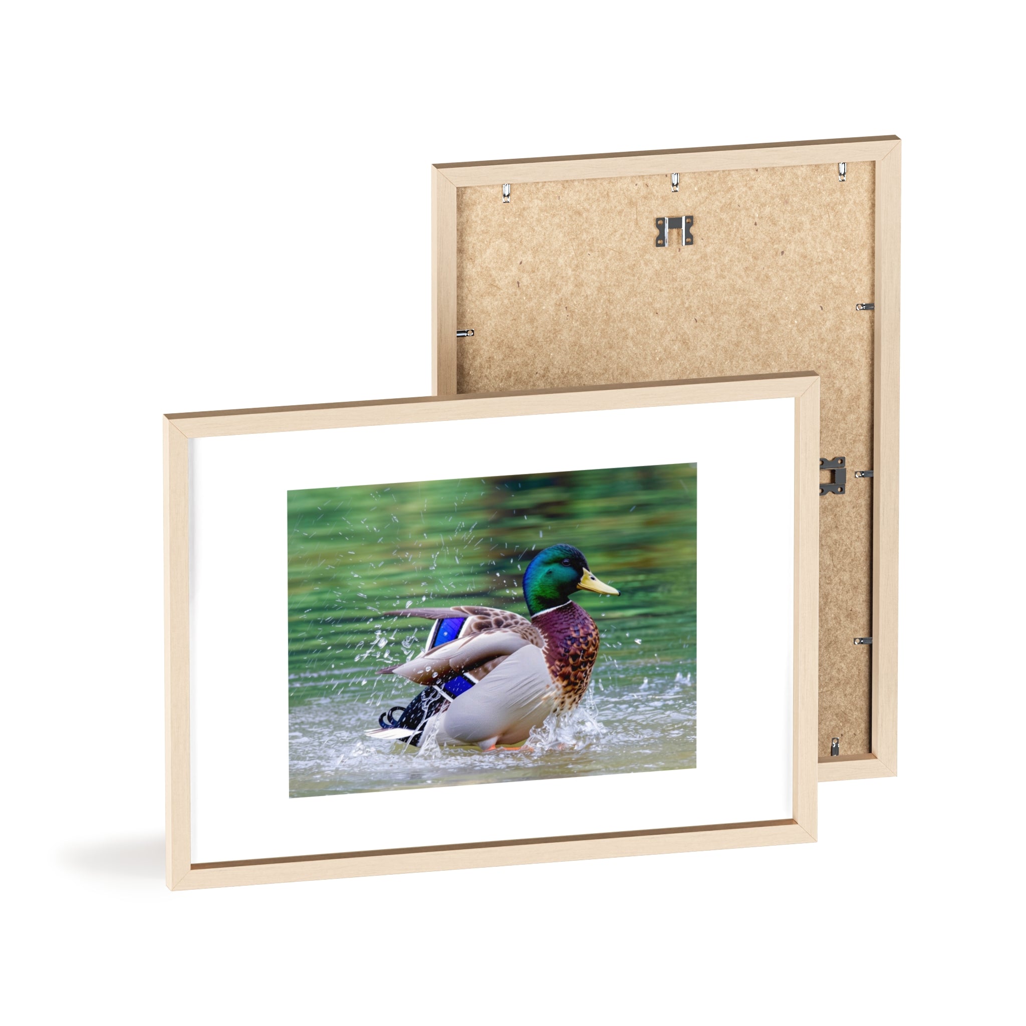 Mallard Duck Posters with Wooden Frame