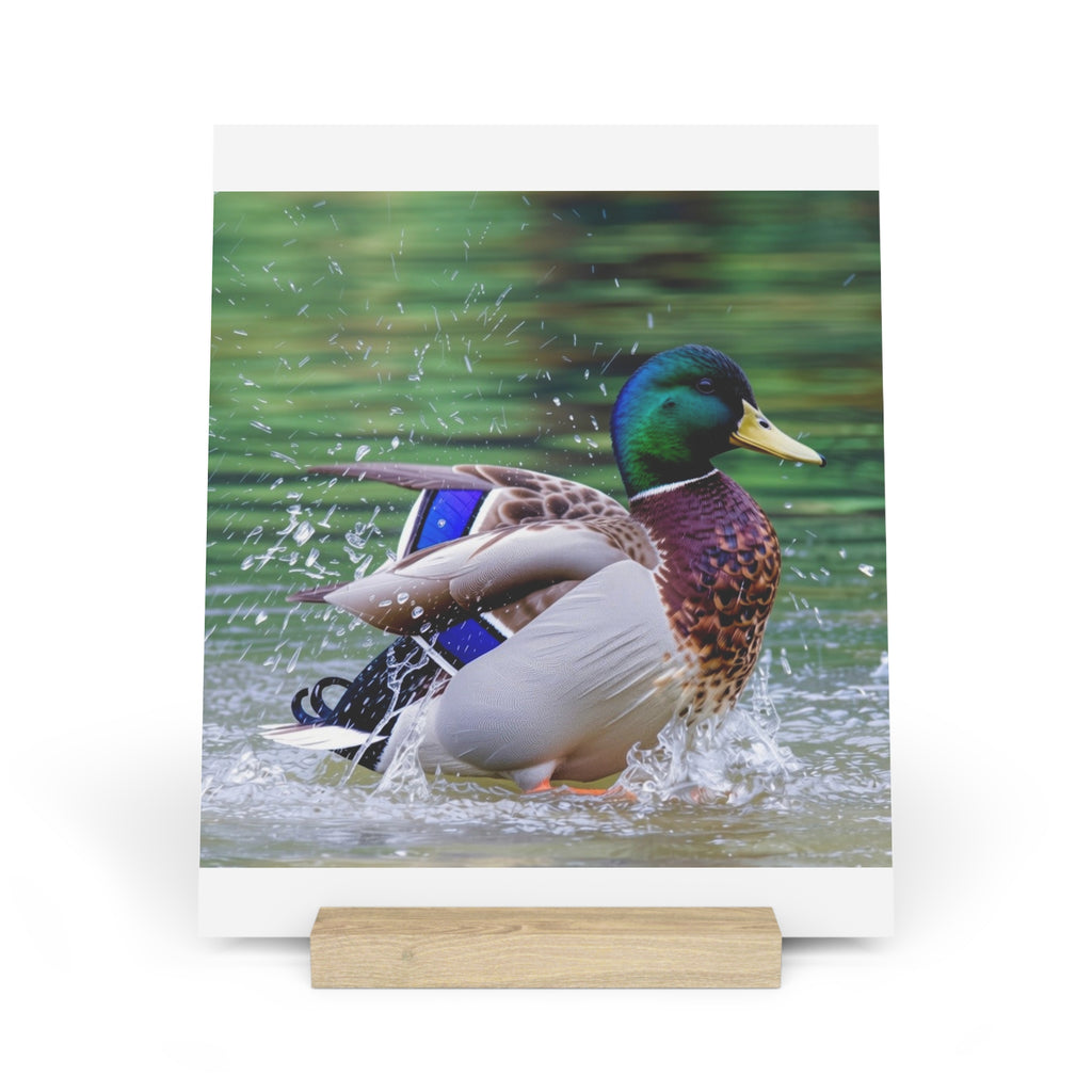Mallard Duck Splash Wood Desktop Print  Nature Photography PlaqueGallery Board with Stand