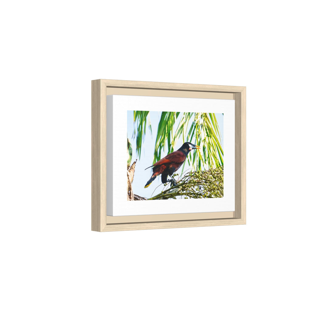 Montezuma Oropendola Matte Canvas, Framed (Multi-color)