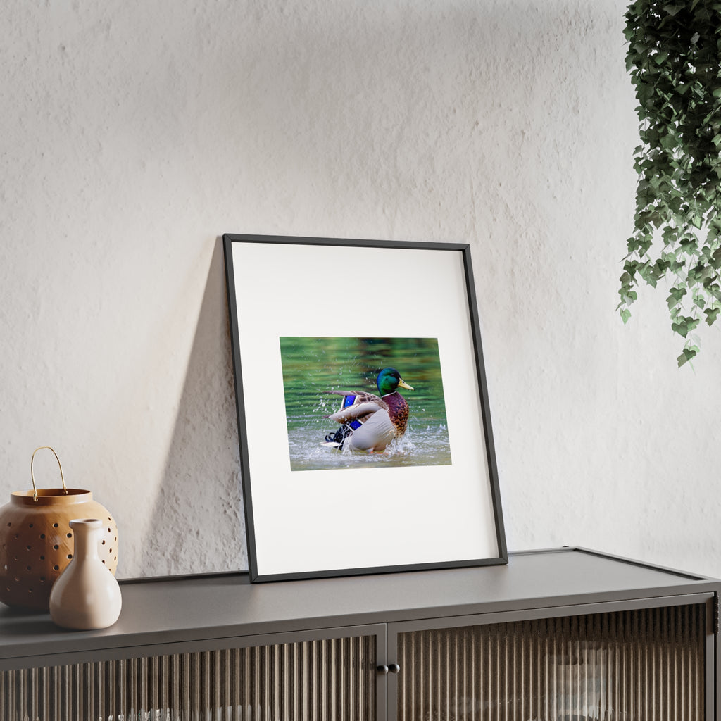 Mallard Duck Posters with Wooden Frame