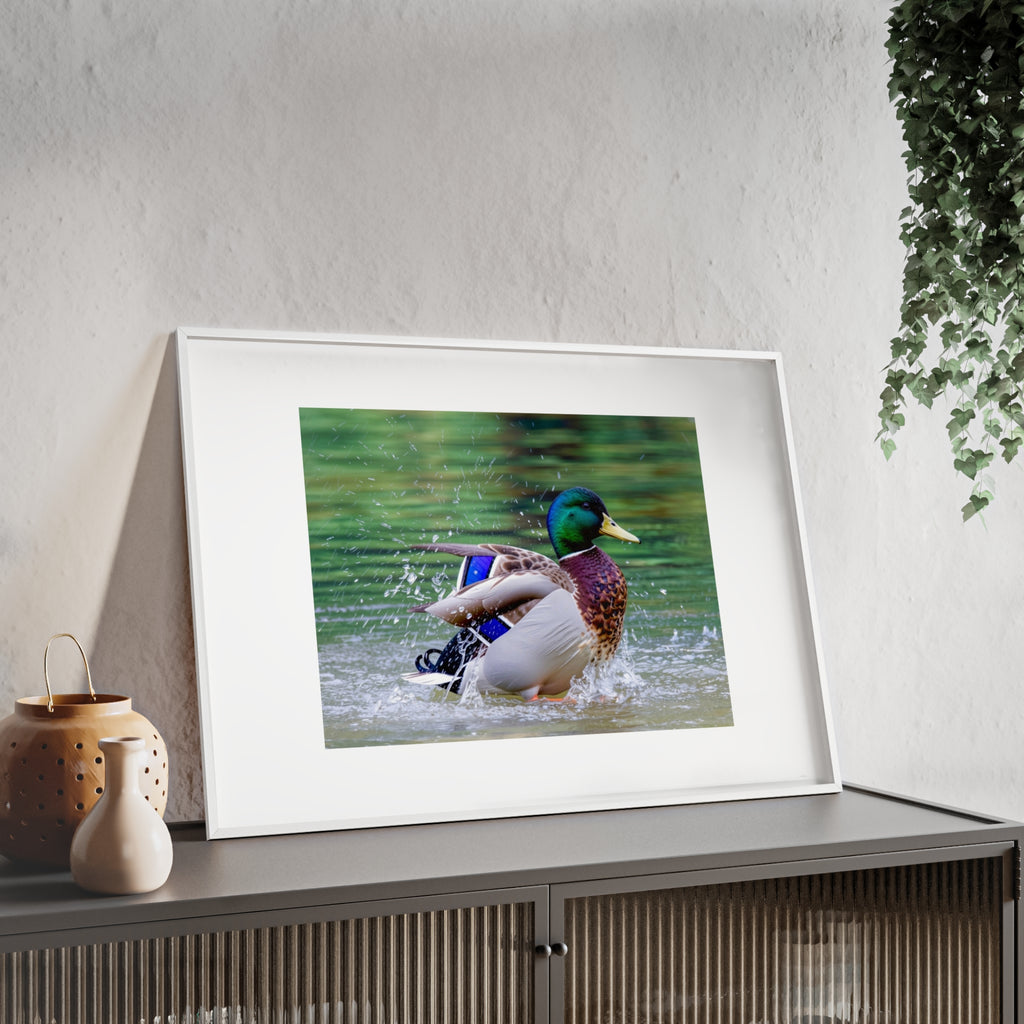 Mallard Duck Posters with Wooden Frame
