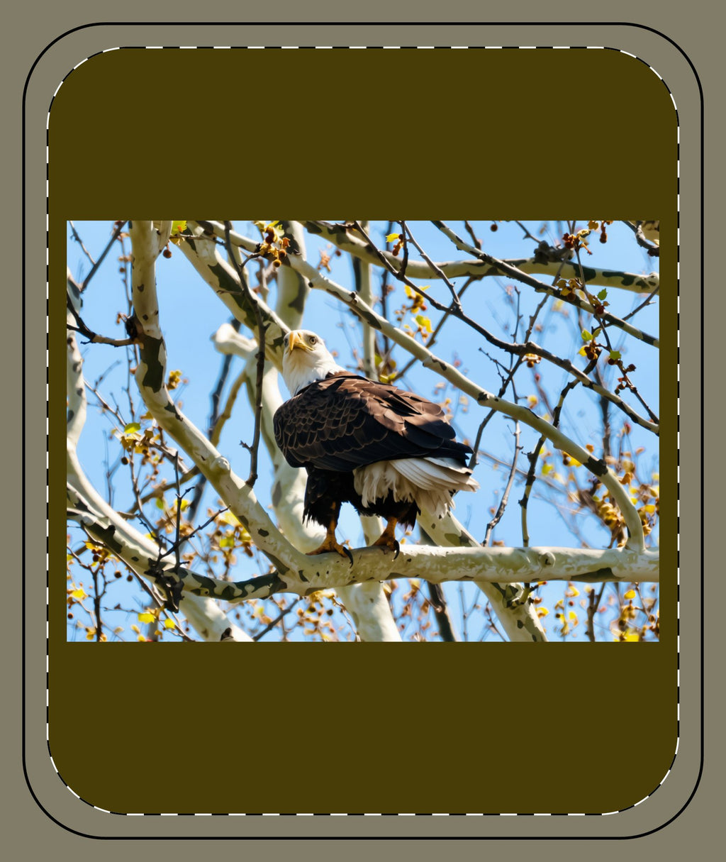 Bald Eagle on a Tree Sherpa Blanket – American Wildlife Nature Throw
