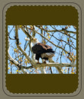 Bald Eagle on a Tree Sherpa Blanket – American Wildlife Nature Throw