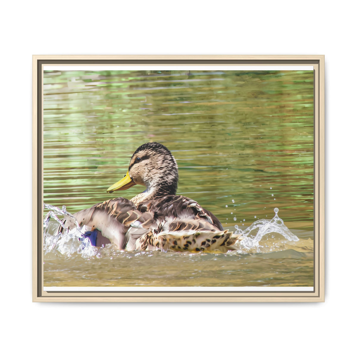 Mallard Duck Matte Canvas, Framed (Multi-color)