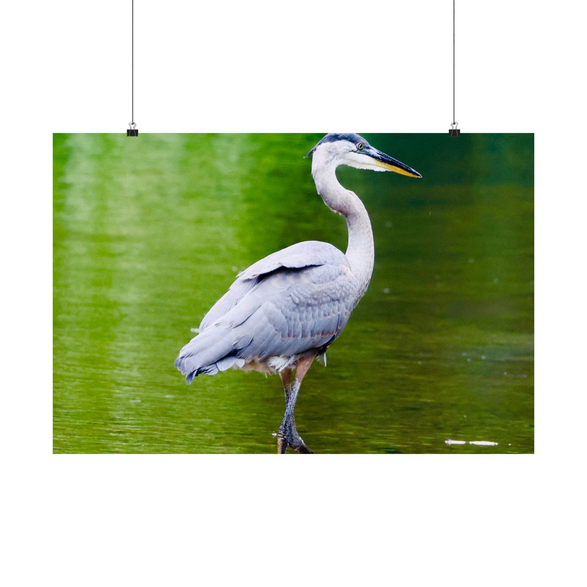 Great Blue Heron Satin Posters (210gsm)