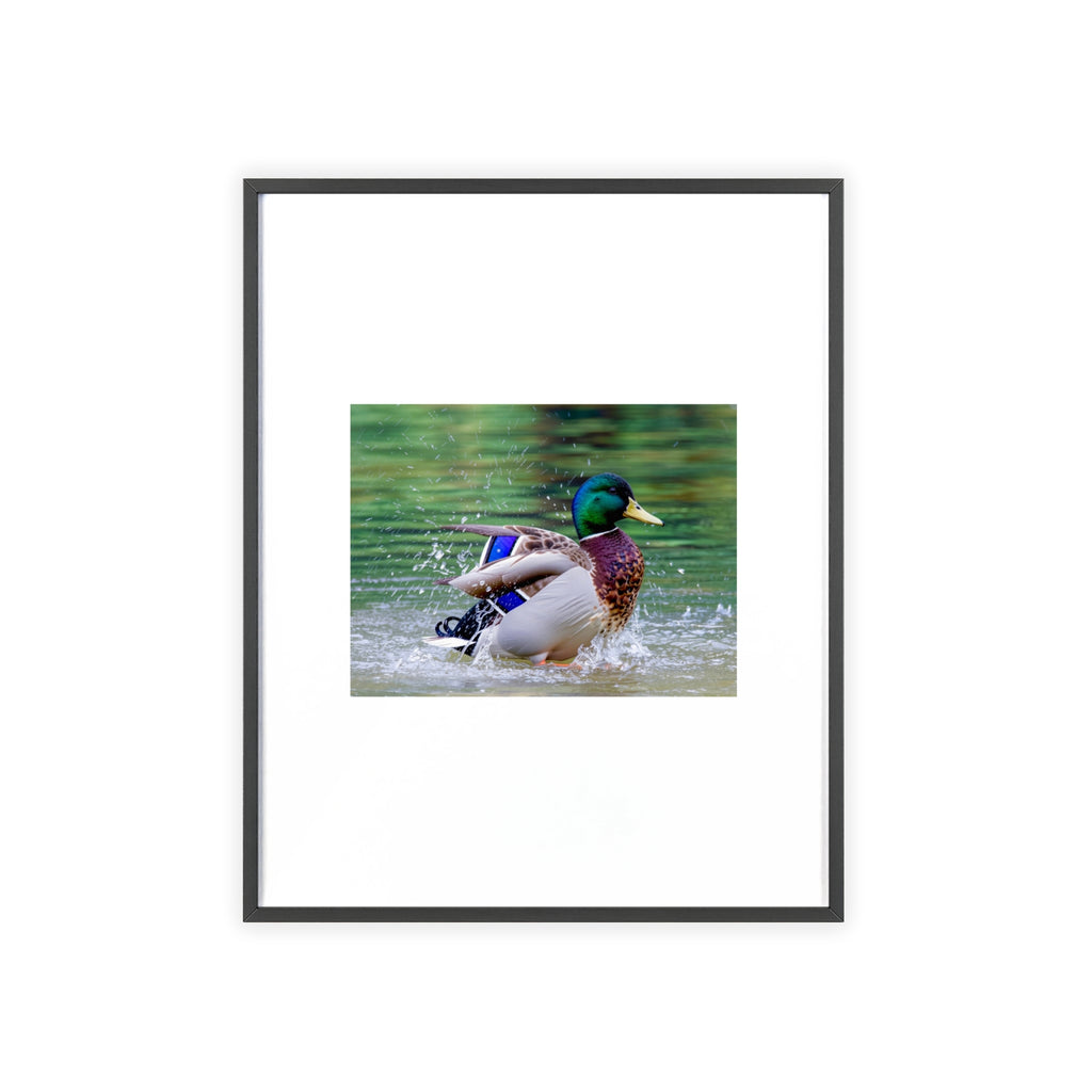 Mallard Duck Posters with Wooden Frame