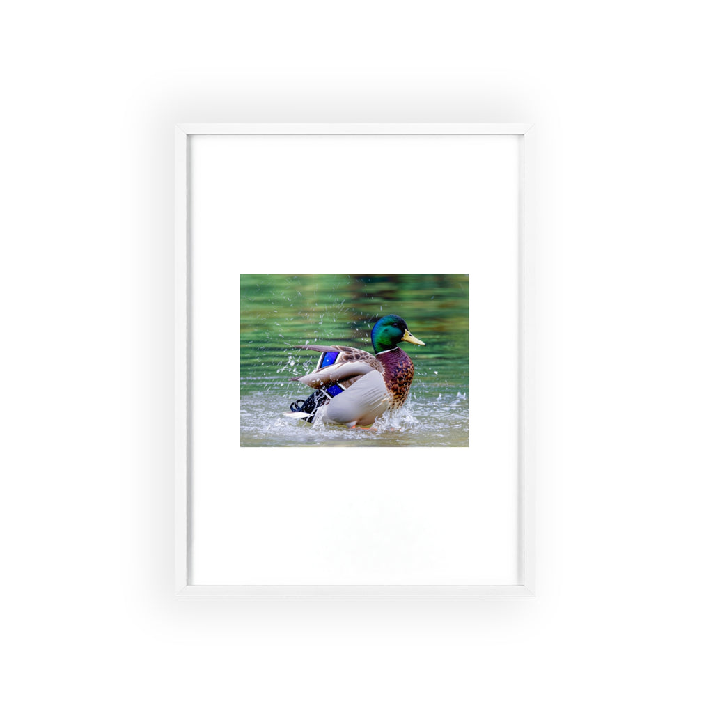 Mallard Duck Posters with Wooden Frame