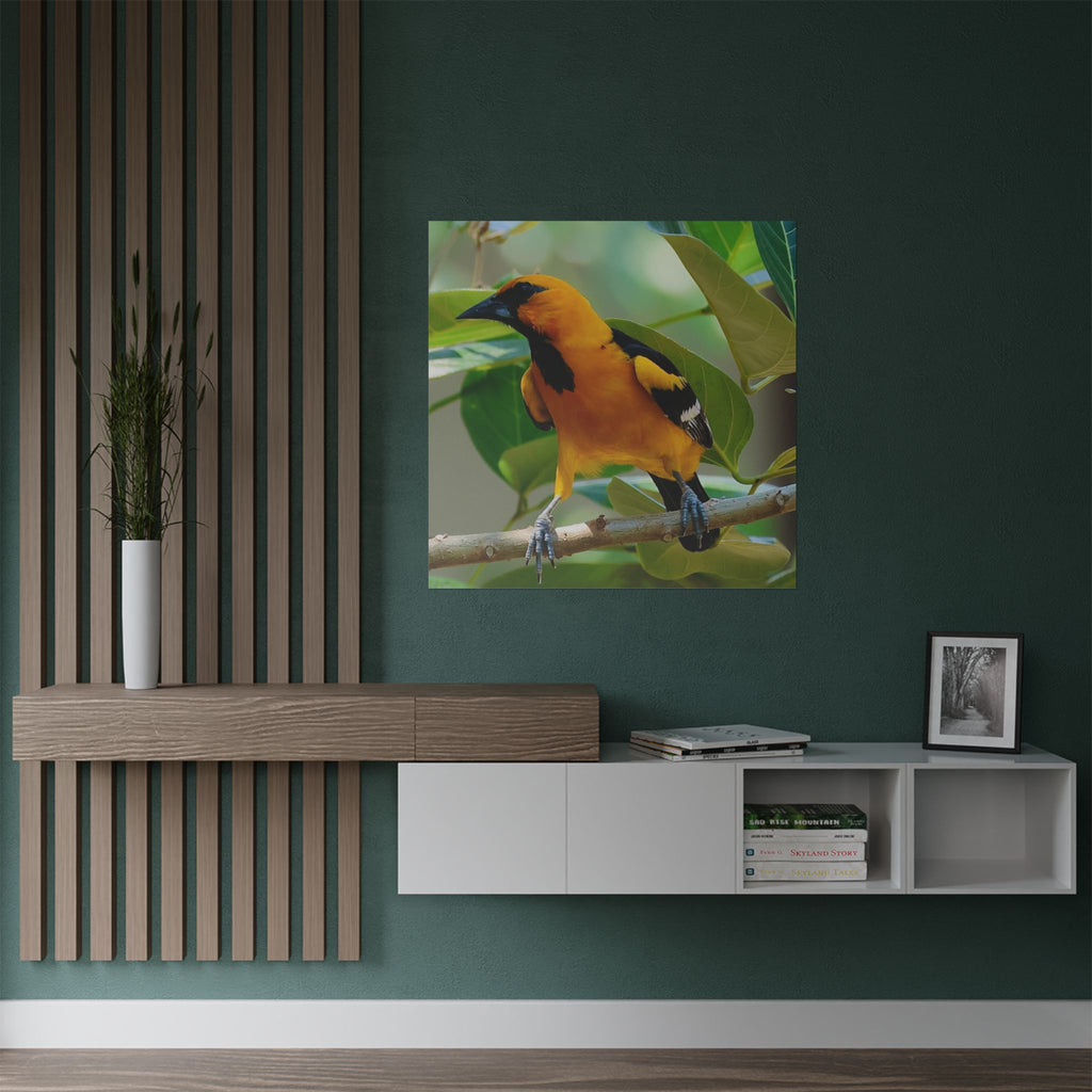 Orioles Bird Satin Posters (300gsm)