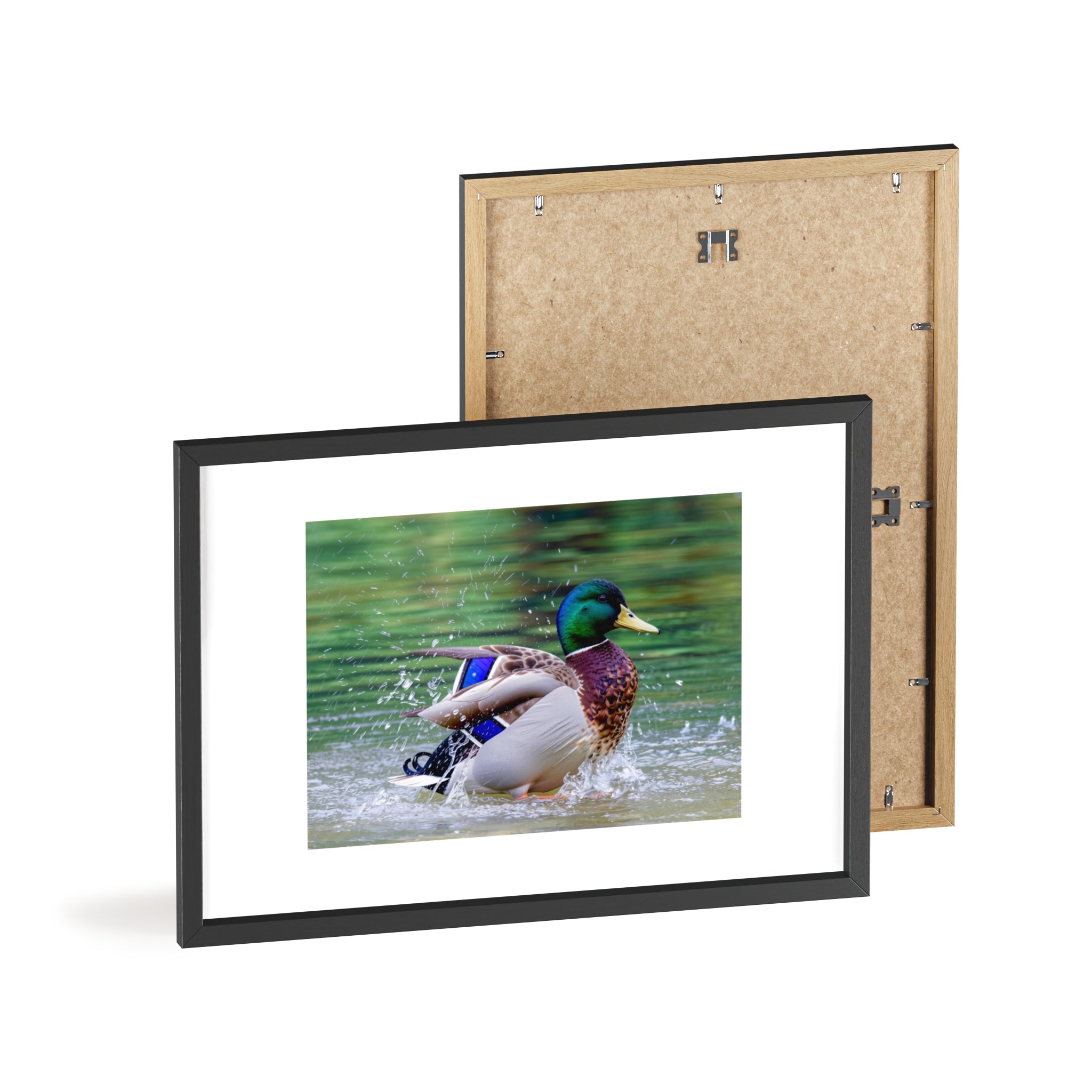 Mallard Duck Posters with Wooden Frame