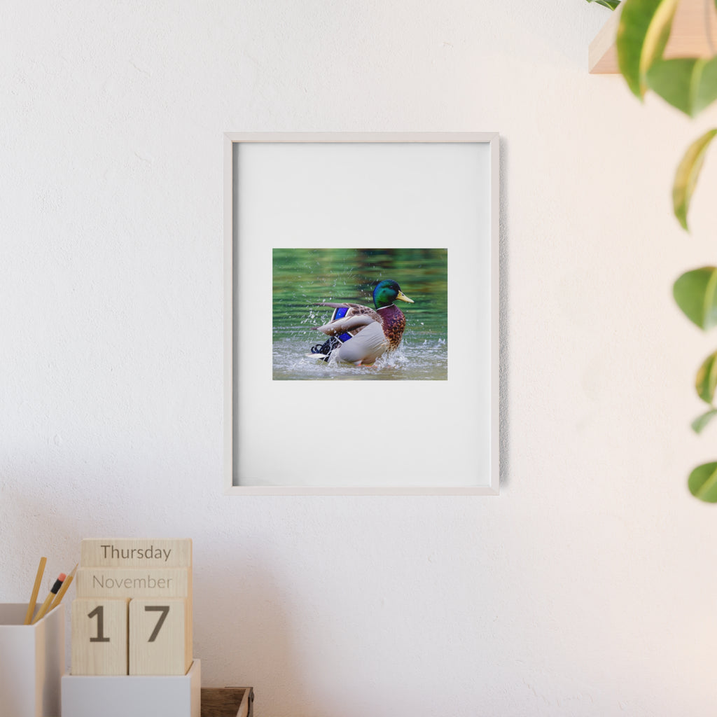 Mallard Duck Posters with Wooden Frame