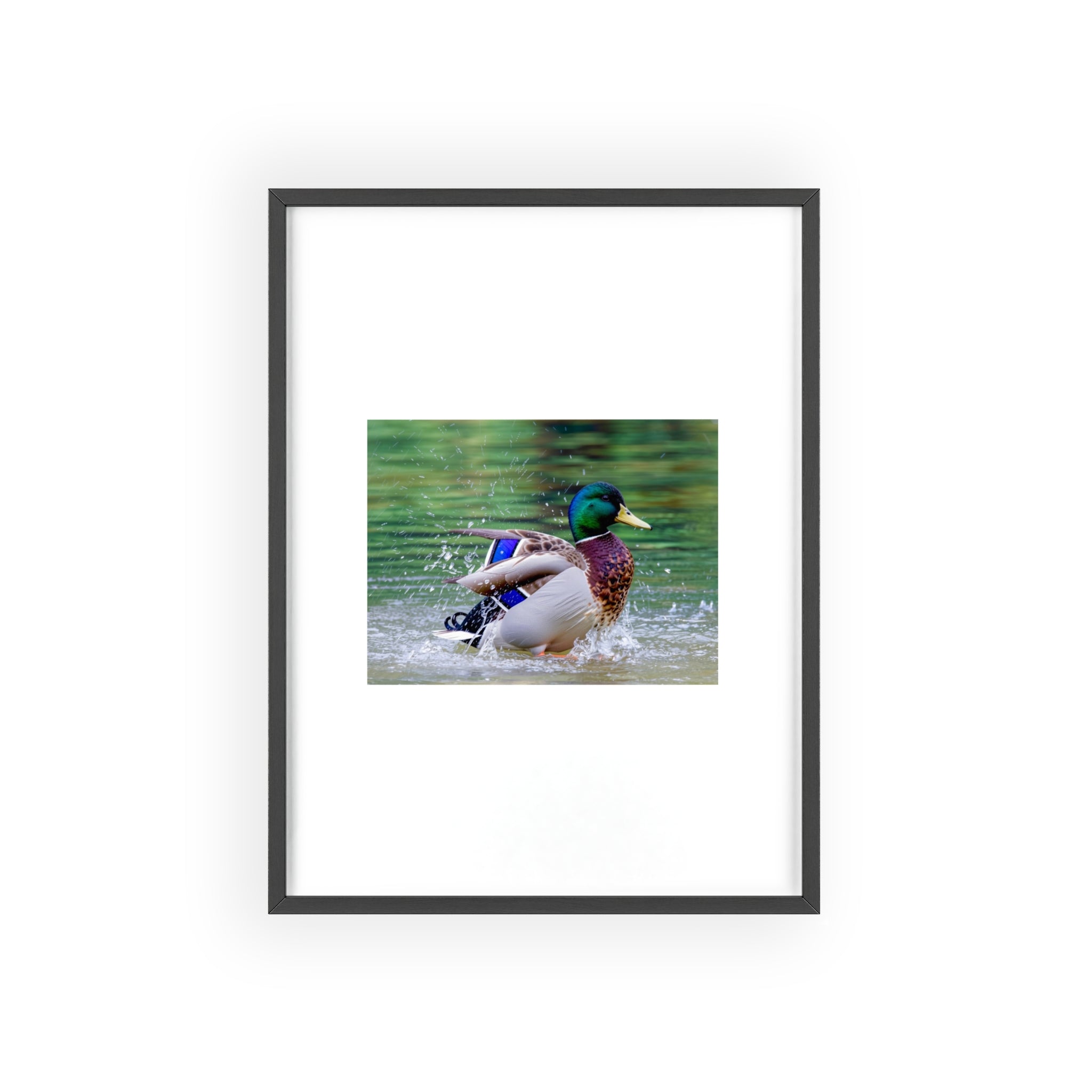 Mallard Duck Posters with Wooden Frame