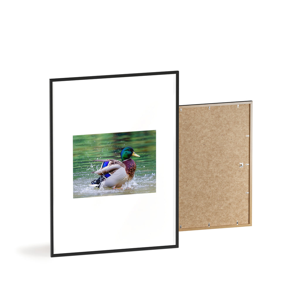 Mallard Duck Posters with Wooden Frame