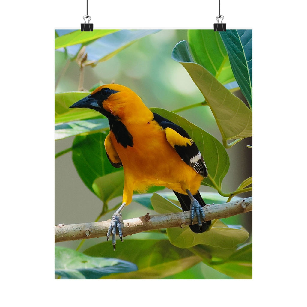 Orioles Bird Satin Posters (300gsm)