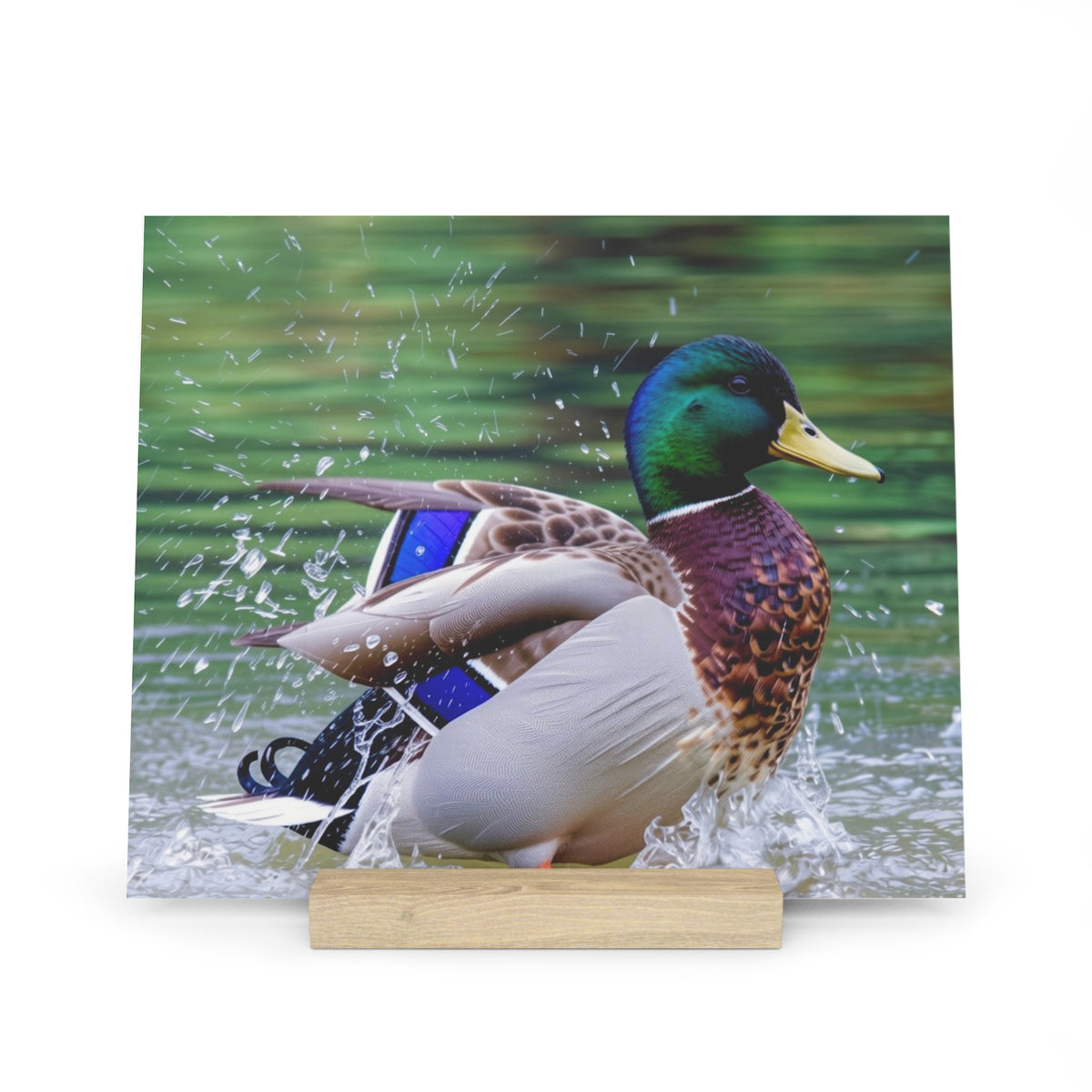 Mallard Duck Splash Wood Desktop Print  Nature Photography PlaqueGallery Board with Stand