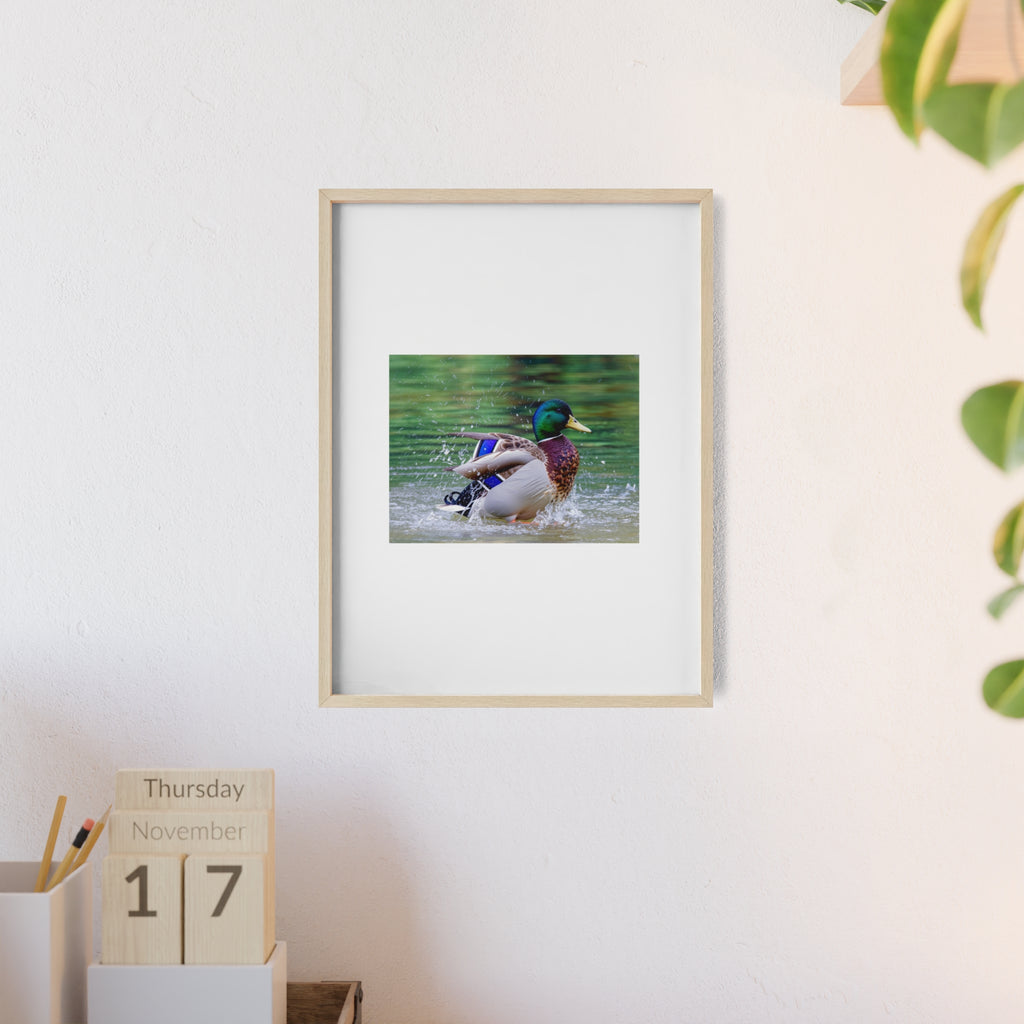 Mallard Duck Posters with Wooden Frame