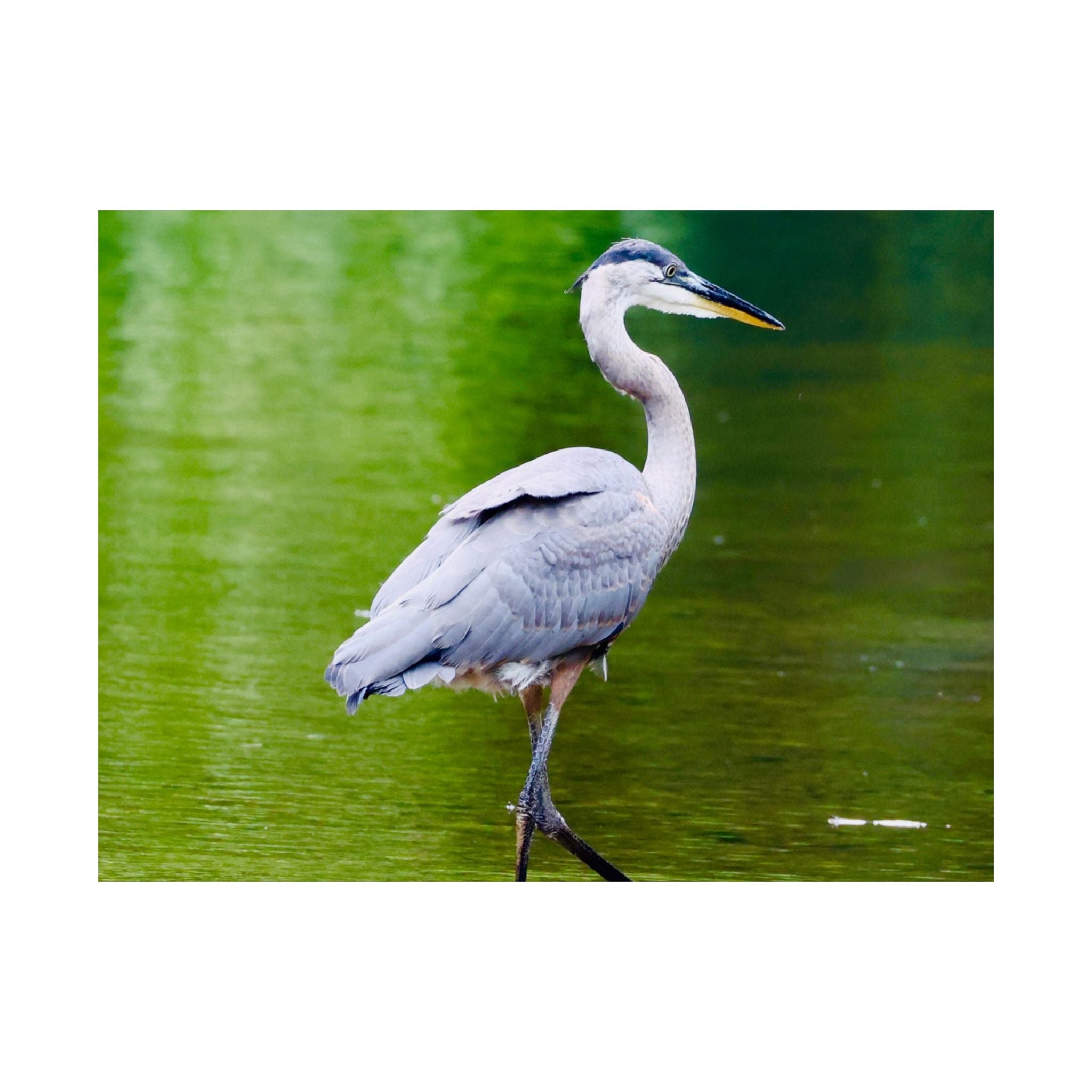 Great Blue Heron Satin Posters (210gsm)