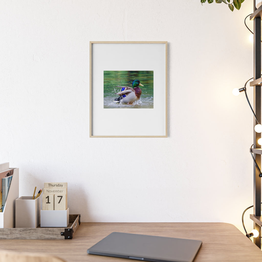 Mallard Duck Posters with Wooden Frame