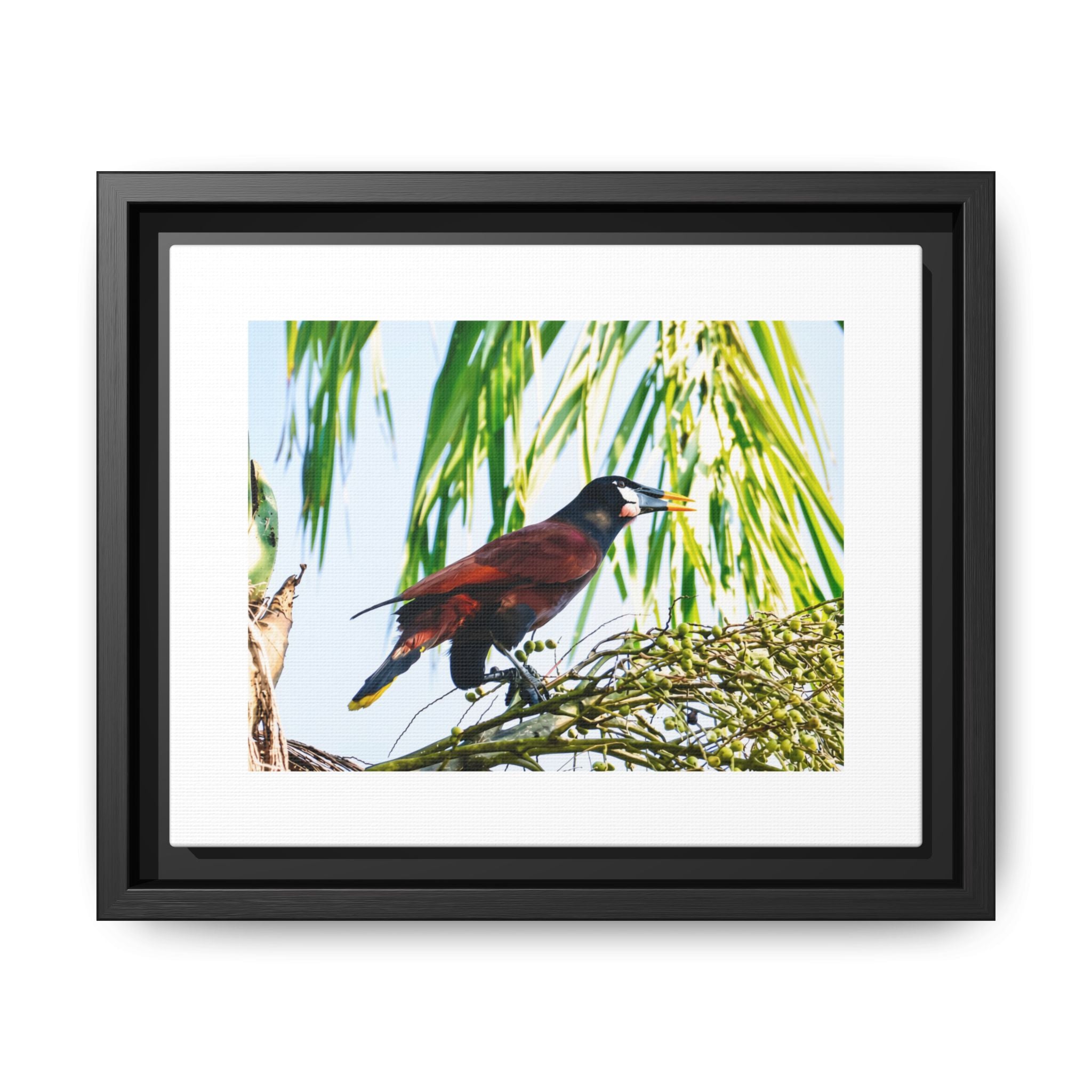Montezuma Oropendola Matte Canvas, Framed (Multi-color)