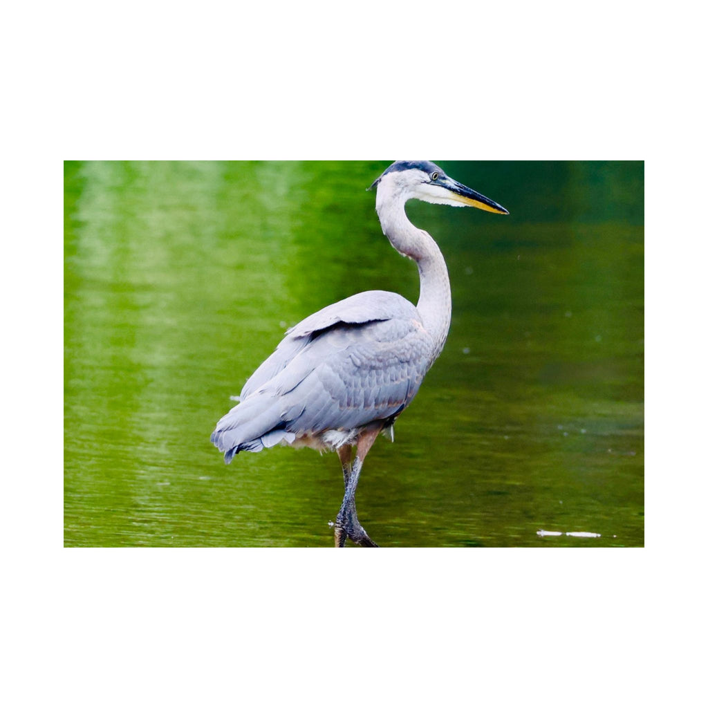 Great Blue Heron Satin Posters (210gsm)