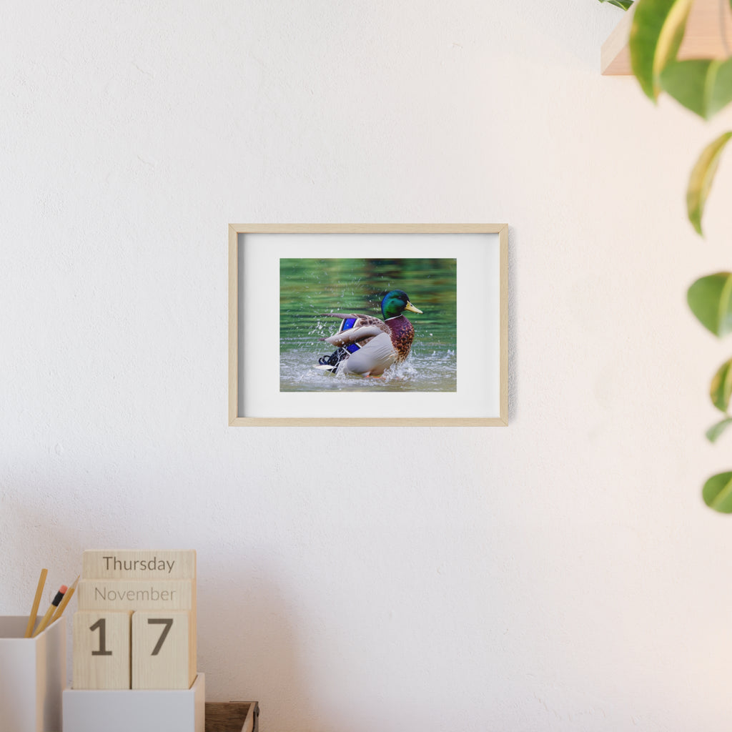 Mallard Duck Posters with Wooden Frame