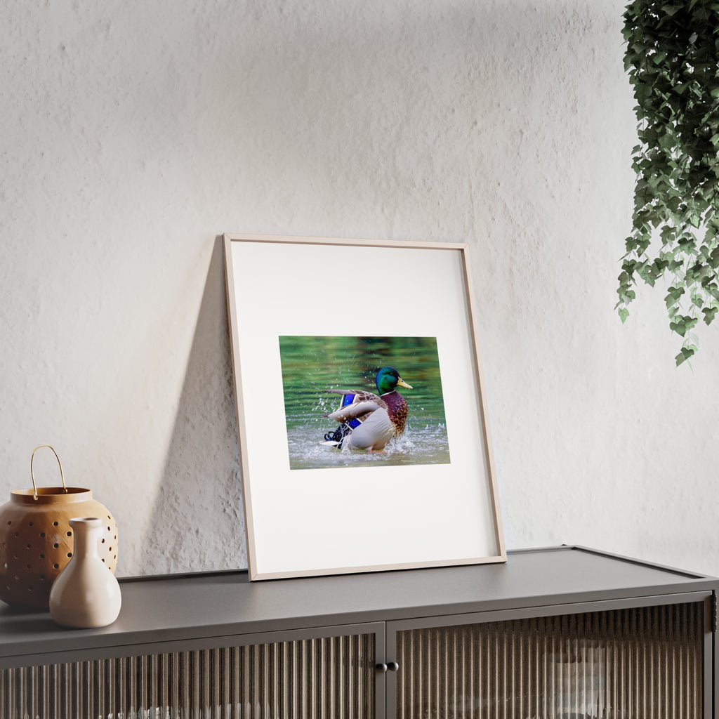 Mallard Duck Posters with Wooden Frame