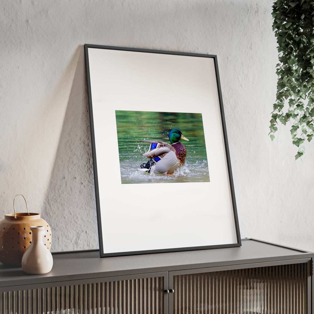 Mallard Duck Posters with Wooden Frame