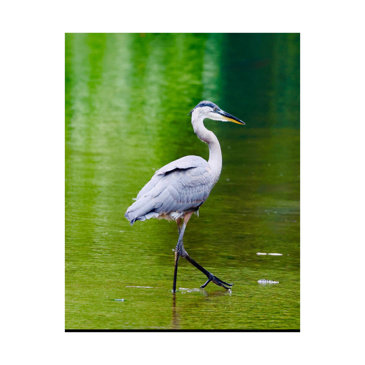 Great Blue Heron Satin Posters (210gsm)