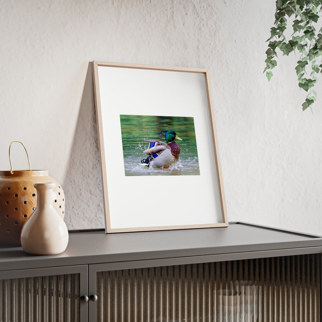 Mallard Duck Posters with Wooden Frame