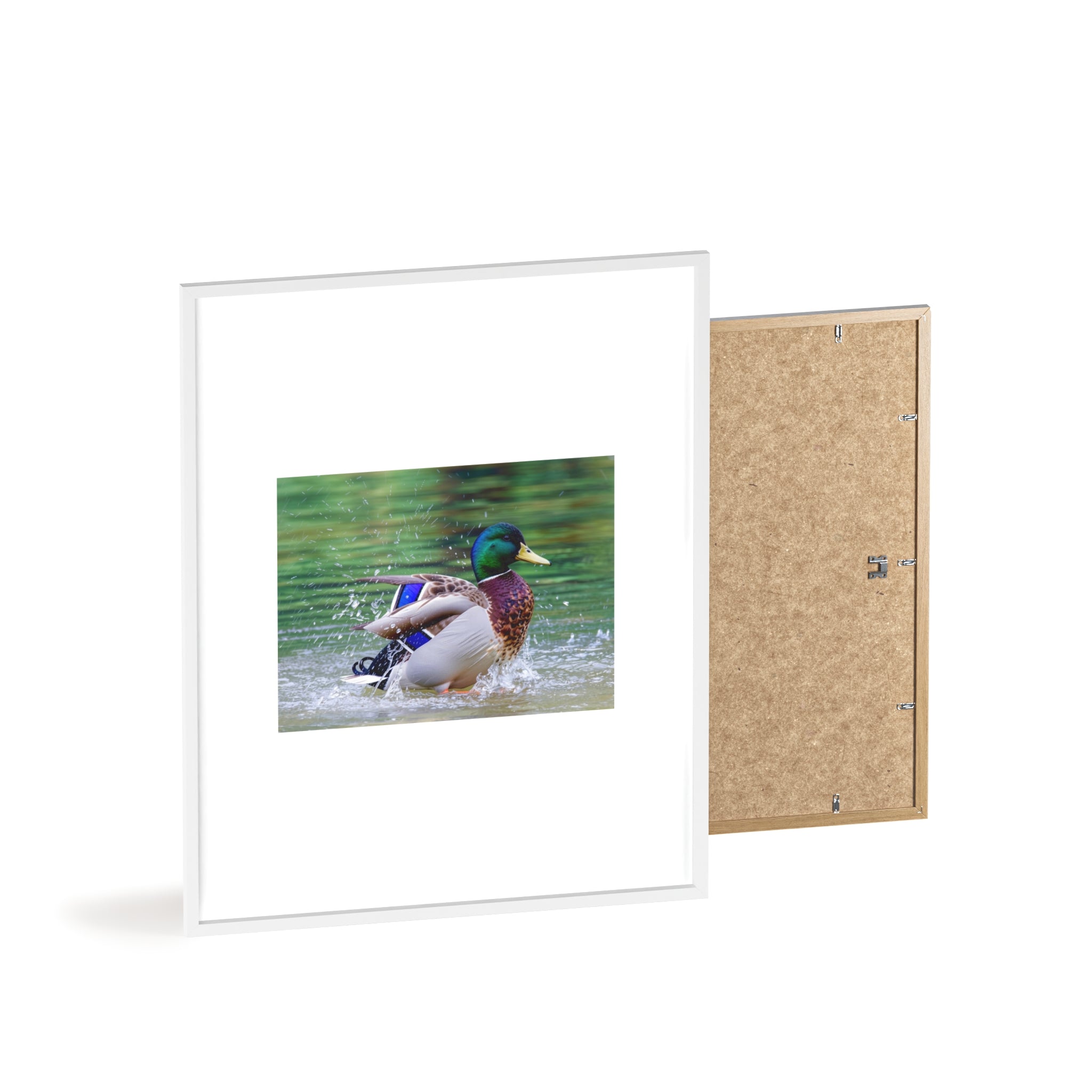 Mallard Duck Posters with Wooden Frame