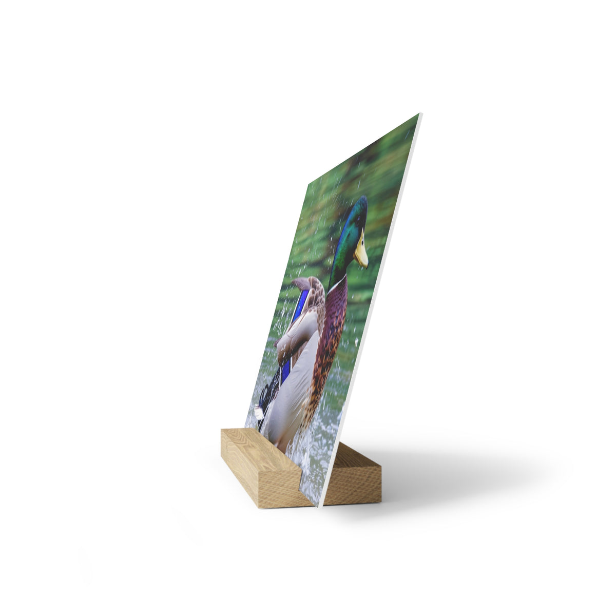 Mallard Duck Splash Wood Desktop Print  Nature Photography PlaqueGallery Board with Stand