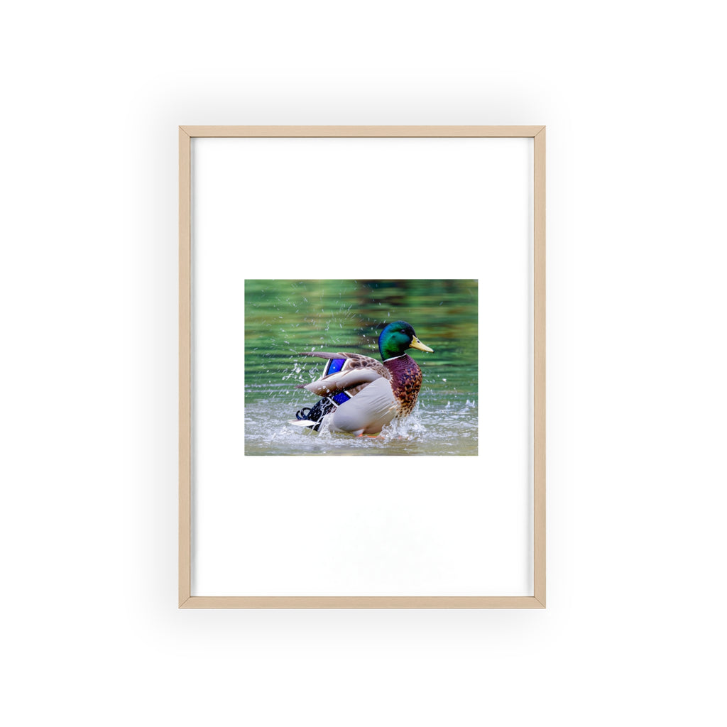 Mallard Duck Posters with Wooden Frame
