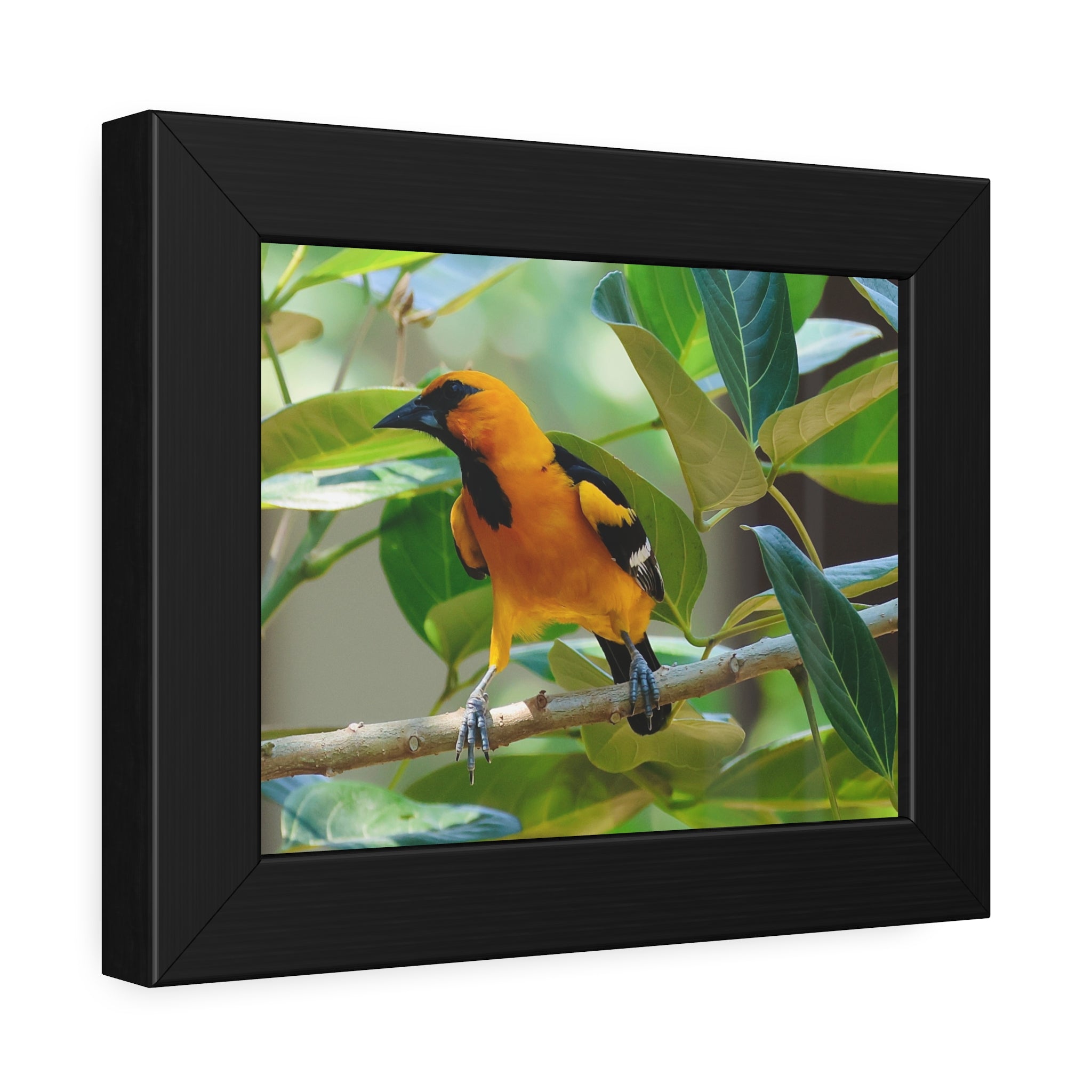 Framed Paper Posters