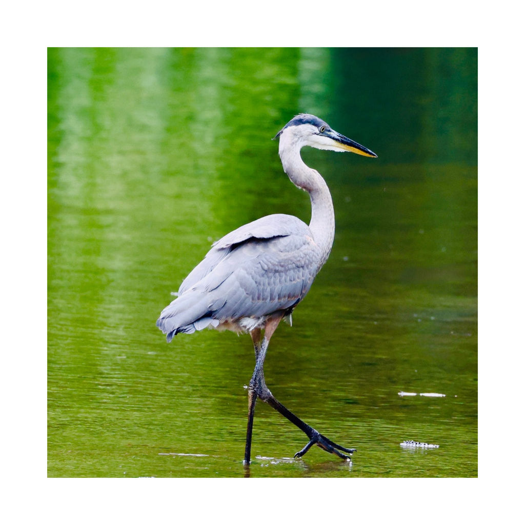 Great Blue Heron Satin Posters (210gsm)
