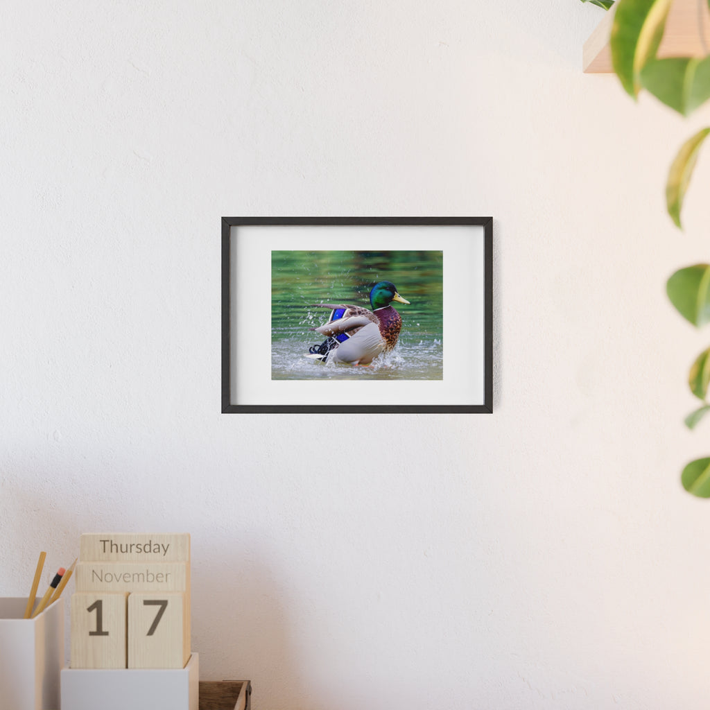 Mallard Duck Posters with Wooden Frame