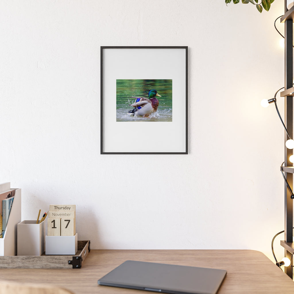 Mallard Duck Posters with Wooden Frame