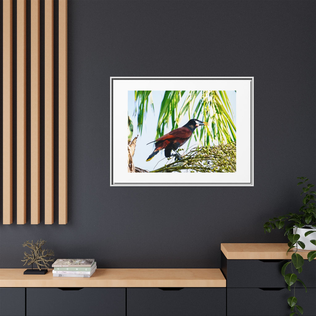 Montezuma Oropendola Matte Canvas, Framed (Multi-color)