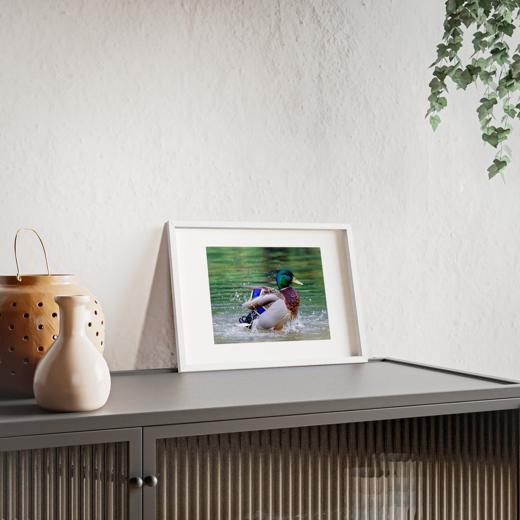 Mallard Duck Posters with Wooden Frame