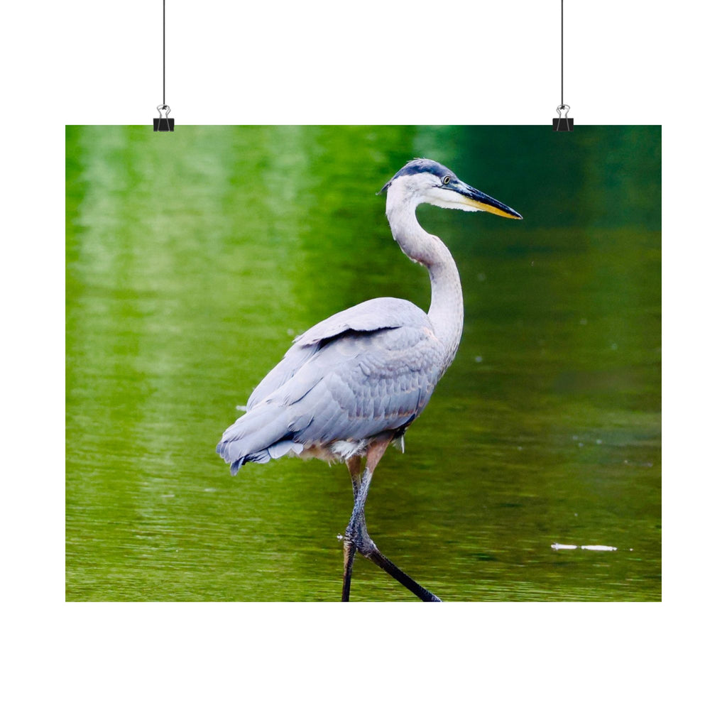 Great Blue Heron Satin Posters (210gsm)