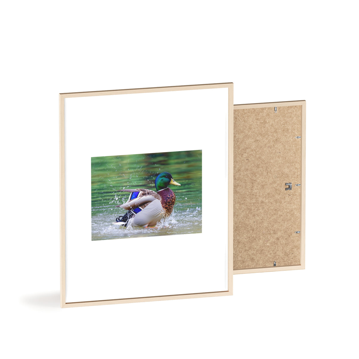 Mallard Duck Posters with Wooden Frame