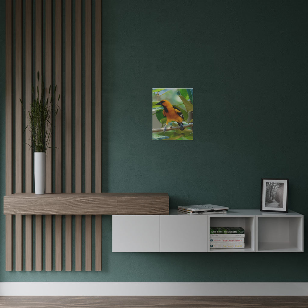 Orioles Bird Satin Posters (300gsm)