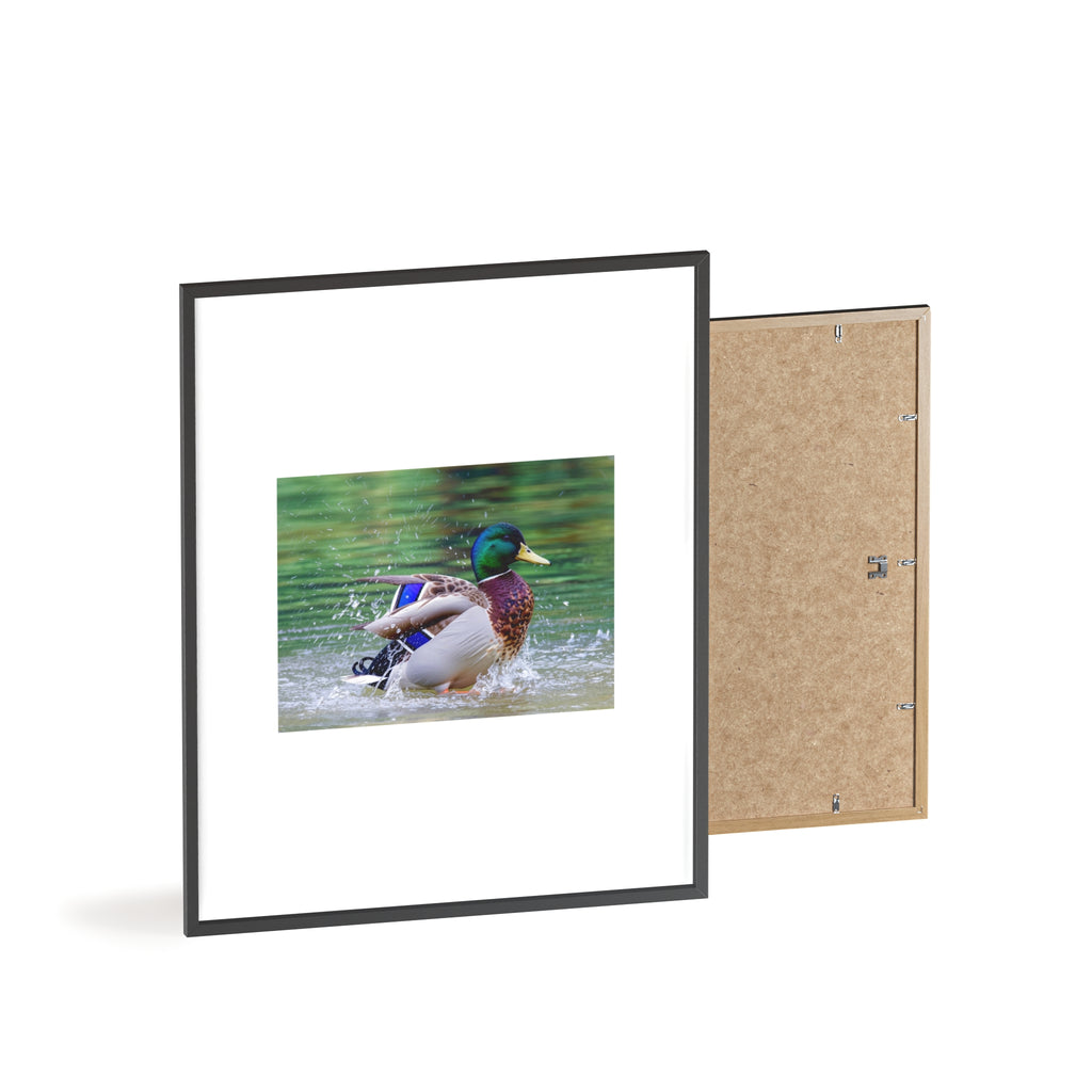 Mallard Duck Posters with Wooden Frame