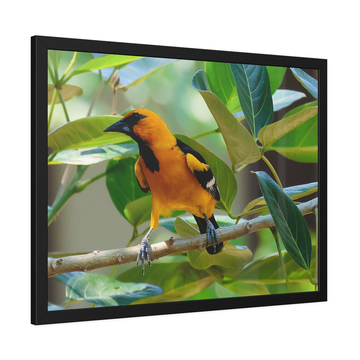 Framed Paper Posters