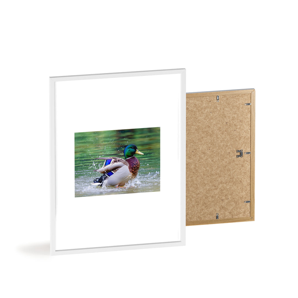 Mallard Duck Posters with Wooden Frame
