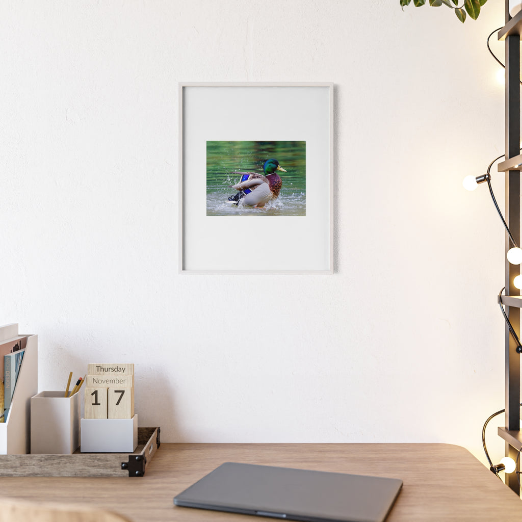 Mallard Duck Posters with Wooden Frame