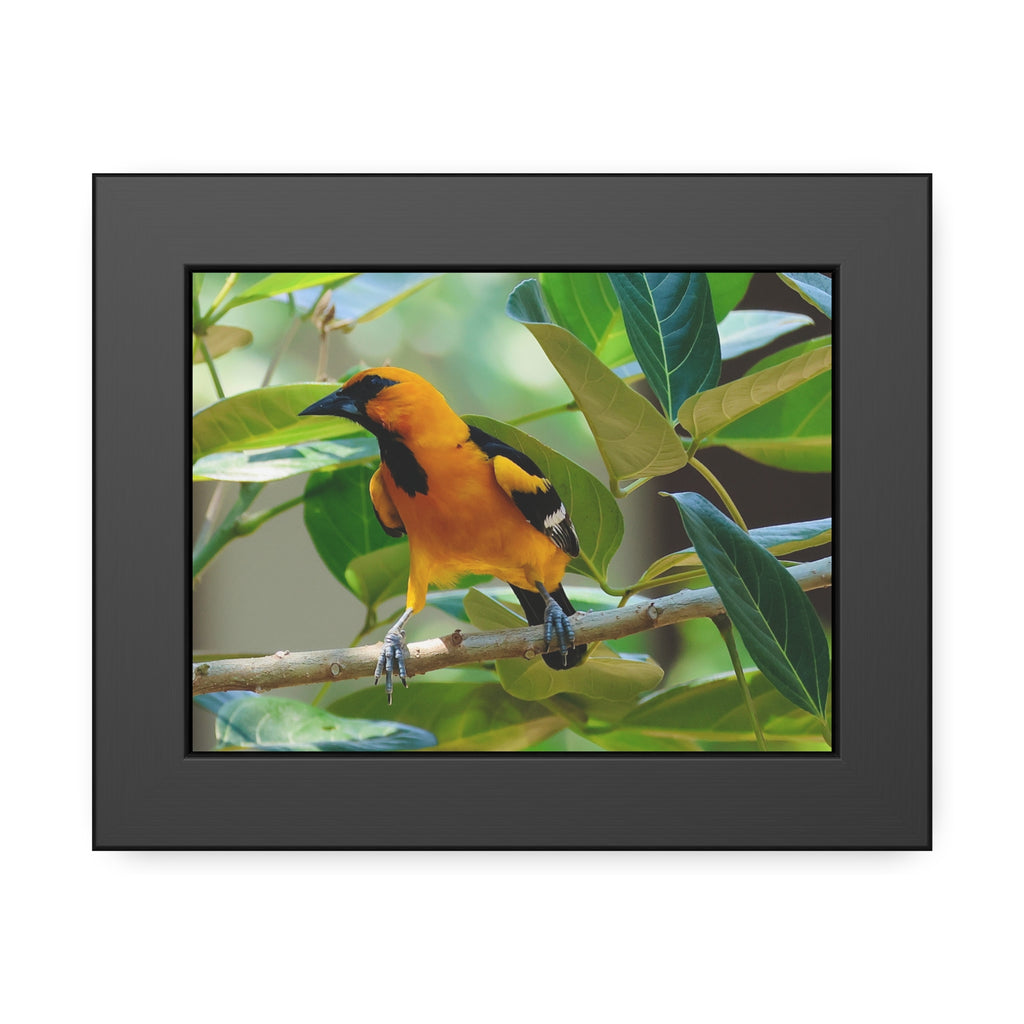 Framed Paper Posters